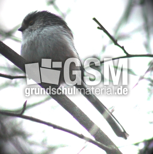 P-Schwanzmeisen 024.jpg